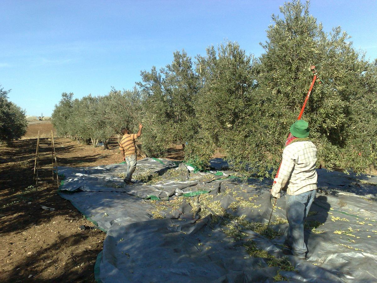 Peace Tent Villa Kfar Rut Exterior photo